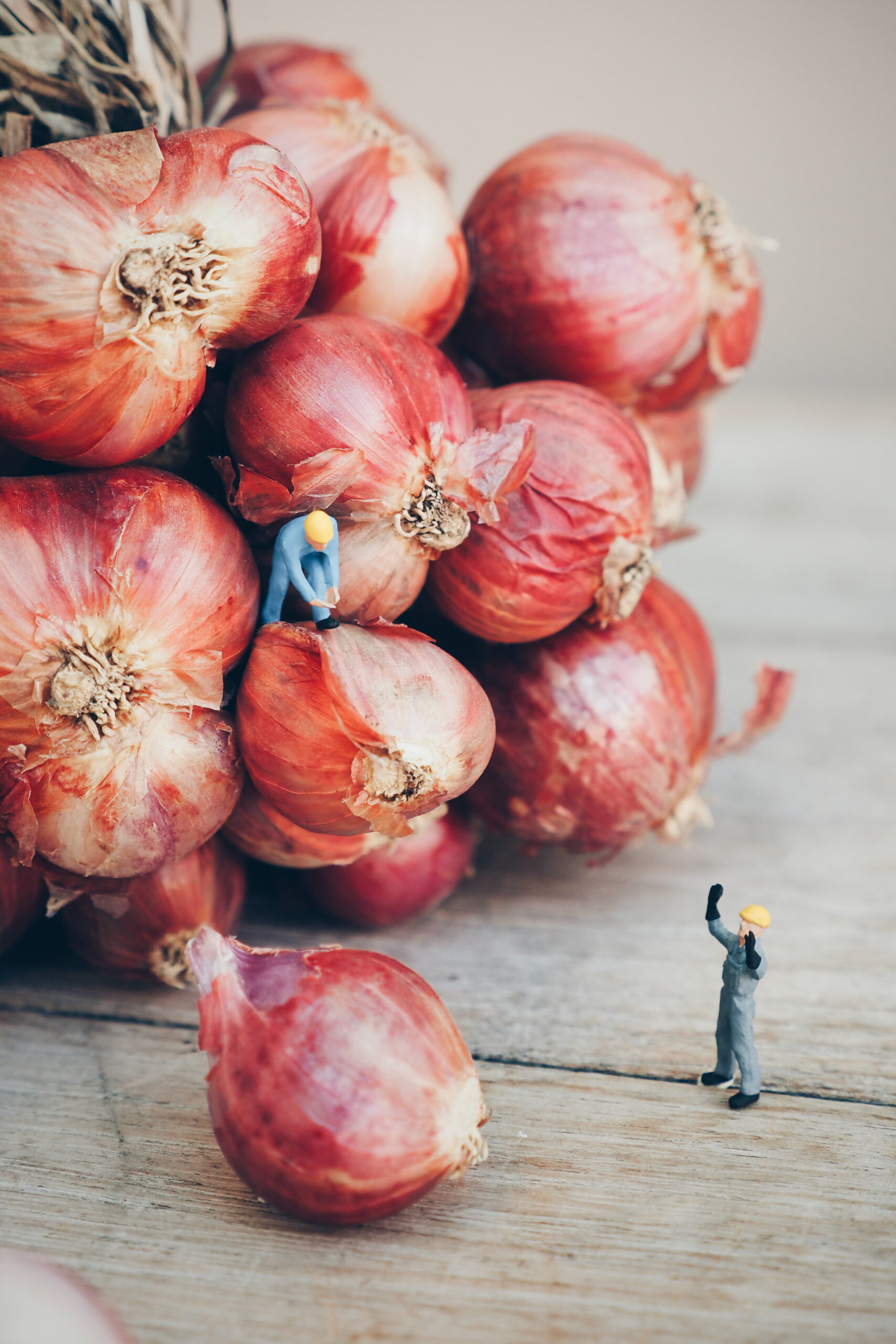 miniature people : worker working with onion